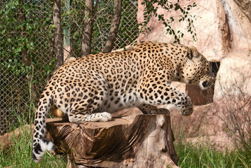 Leopard (Panthera Pardus) gets up