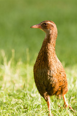 Endemic NZ bird Weka, Gallirallus australis