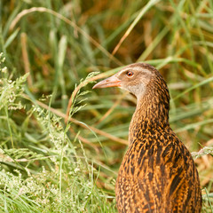 Endemic NZ bird Weka, Gallirallus australis