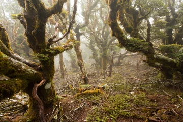 Foto op Canvas Maagdelijk bergregenwoud van Marlborough, Nieuw-Zeeland © PiLensPhoto