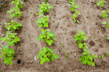 Green Soy bean growing