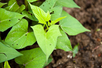 Yam plant in earth