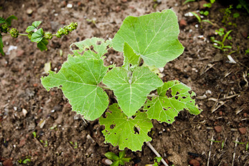 Pumpkin Seedling
