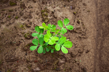 peanut seedling