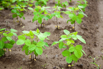 Green Soy bean growing