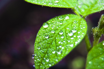 dew on soybean leaf - Powered by Adobe