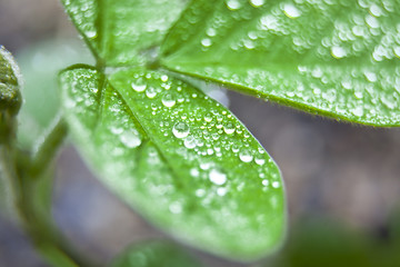 dew on soybean leaf