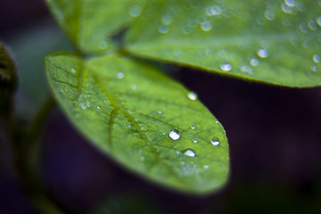 dew on soybean leaf