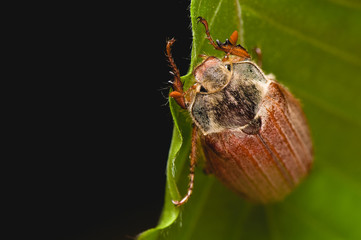 Cockchafer - Melolontha melolontha