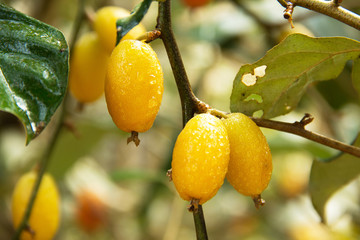 purging croton © prajit48