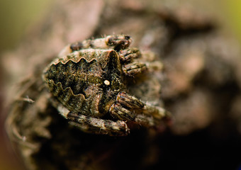 Araneus angulatus