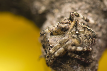 Araneus angulatus