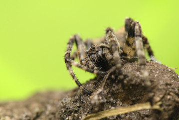 Araneus angulatus