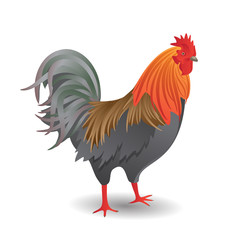 Vector realistic illustration of  cock or rooster on white background.
