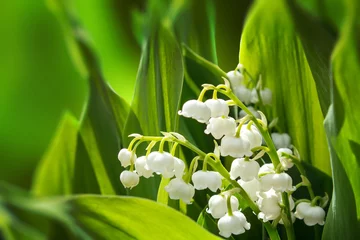 Tuinposter Blooming Lily of the valley in spring garden © ArtushFoto