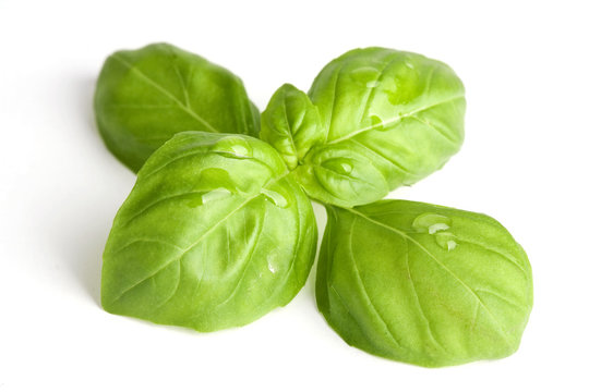 Fresh basil leaves with water drops
