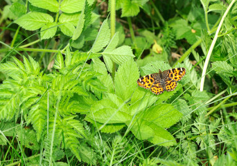 Araschnia Levana (European Map) Butterfly on Green Leaf