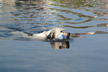 Fototapeta premium dog swimming