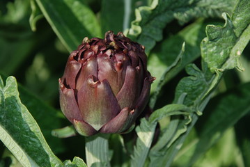 pianta di carciofo cynara scolymus