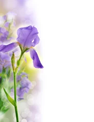 Crédence de cuisine en verre imprimé Iris Fond de belle fleur d& 39 iris
