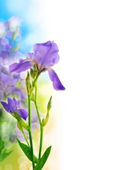 Crédence de cuisine en verre imprimé Iris Fond de belle fleur d& 39 iris