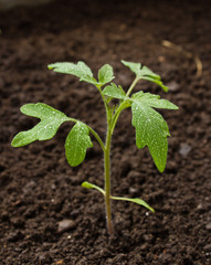 Green Tomato Plant