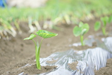 里芋の芽