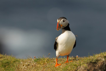 Puffin standing in grass on a cliff