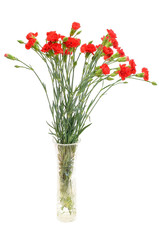 Red carnation flowers