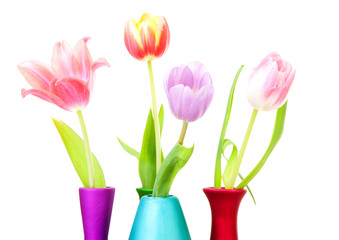 Colorful Dutch tulips