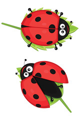 Ladybug