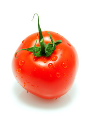 One red tomato with water drops