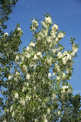 disseminazione del pioppo