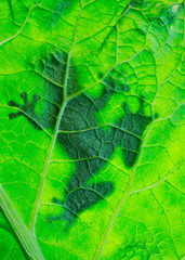 Frog resting on a leaf