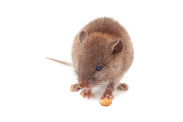 souris