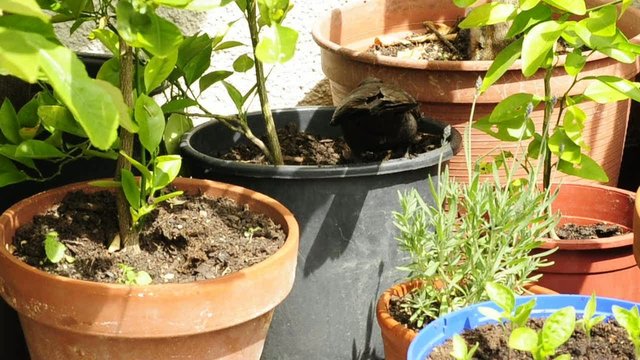 Amsel sucht Nahrung