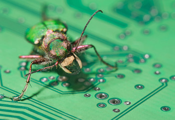 Green computer bug