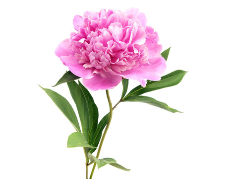 Fototapeta pink peony flower