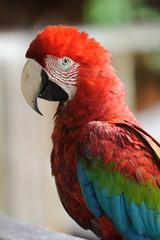 Red-and-green Macaw
