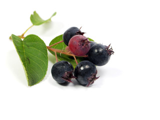 Saskatoon berries