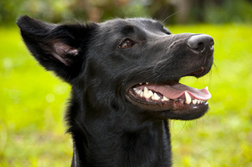 Nahaufnahme Hund