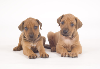 adorable rhodesian ridgeback buddies looking cute on white