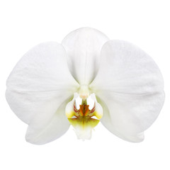 Naklejka na ściany i meble white orchids flower isolated on white background