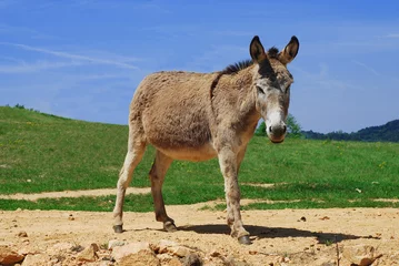 Printed kitchen splashbacks Donkey donkey
