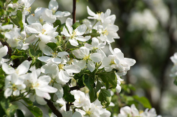 flowers