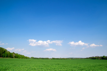 Fototapeta premium green field