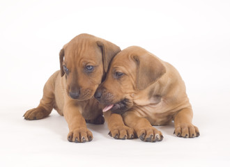 cute, little doggie buddies playing over white background