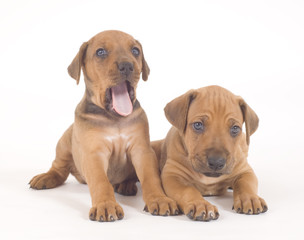 two little puppies lying down on white, rhodesian ridgeback