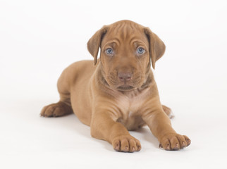 cute puppy looking straight, image on white
