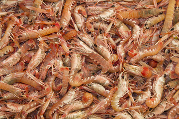 Fresh Kvarner Scampi-proven the best on the world